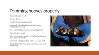Trimming hooves properly
Clean and inspect hoof.
Remove debris.
Trim toe (tip) and outside hoof.
Inside wall of hoof and sole and heel regions
may also be trimmed.
Use hoof knife to remove crevices and pockets
Try not to draw blood
After trimming, the bottom of the hoof and coronary
band should be parallel.
Spray hoof with zinc sulfate solution or Kopertox®
Disinfect hoof trimmers before trimming hooves of
next animal.
 