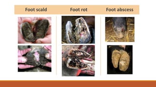 Foot scald Foot rot Foot abscess
 