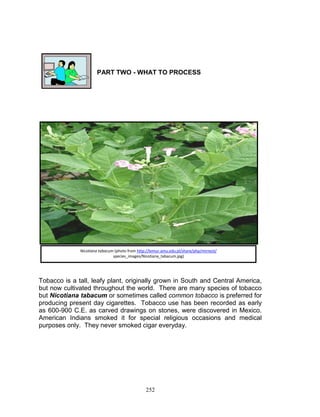 PART TWO - WHAT TO PROCESS

Nicotiana tabacum (photo from http://lemur.amu.edu.pl/share/php/mirnest/
species_images/Nicotiana_tabacum.jpg)

Tobacco is a tall, leafy plant, originally grown in South and Central America,
but now cultivated throughout the world. There are many species of tobacco
but Nicotiana tabacum or sometimes called common tobacco is preferred for
producing present day cigarettes. Tobacco use has been recorded as early
as 600-900 C.E. as carved drawings on stones, were discovered in Mexico.
American Indians smoked it for special religious occasions and medical
purposes only. They never smoked cigar everyday.

252

 