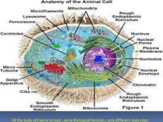All the body cell same to look , same Biological function , only different execution
 