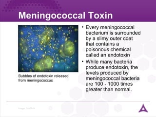 Meningococcal Toxin Image: © NOVA Every meningococcal bacterium is surrounded by a slimy outer coat that contains a poisonous chemical called an endotoxin  While many bacteria produce endotoxin, the levels produced by meningococcal bacteria are 100 - 1000 times greater than normal. Bubbles of endotoxin released from meningococcus   