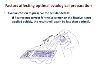 Factors affecting optimal cytological preparation 
• fixative chosen to preserve the cellular details: 
– If fixative not correct for the specimen or the fixative is not 
applied quickly, the results will again be less than optimal. 
 