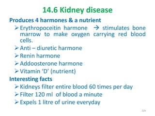 14.6 Kidney disease
Produces 4 harmones & a nutrient
Erythropoceitin harmone  stimulates bone
marrow to make oxygen carrying red blood
cells.
Anti – diuretic harmone
Renin harmone
Addoosterone harmone
Vitamin ‘D’ (nutrient)
Interesting facts
Kidneys filter entire blood 60 times per day
Filter 120 ml of blood a minute
Expels 1 litre of urine everyday
329
 