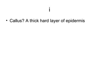 i <ul><li>Callus? A thick hard layer of epidermis  </li></ul>