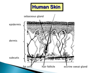 Human Skin
            sebaceous gland


epidermis




dermis




subcutis


            fat cells    hair follicle   eccrine sweat gland
 