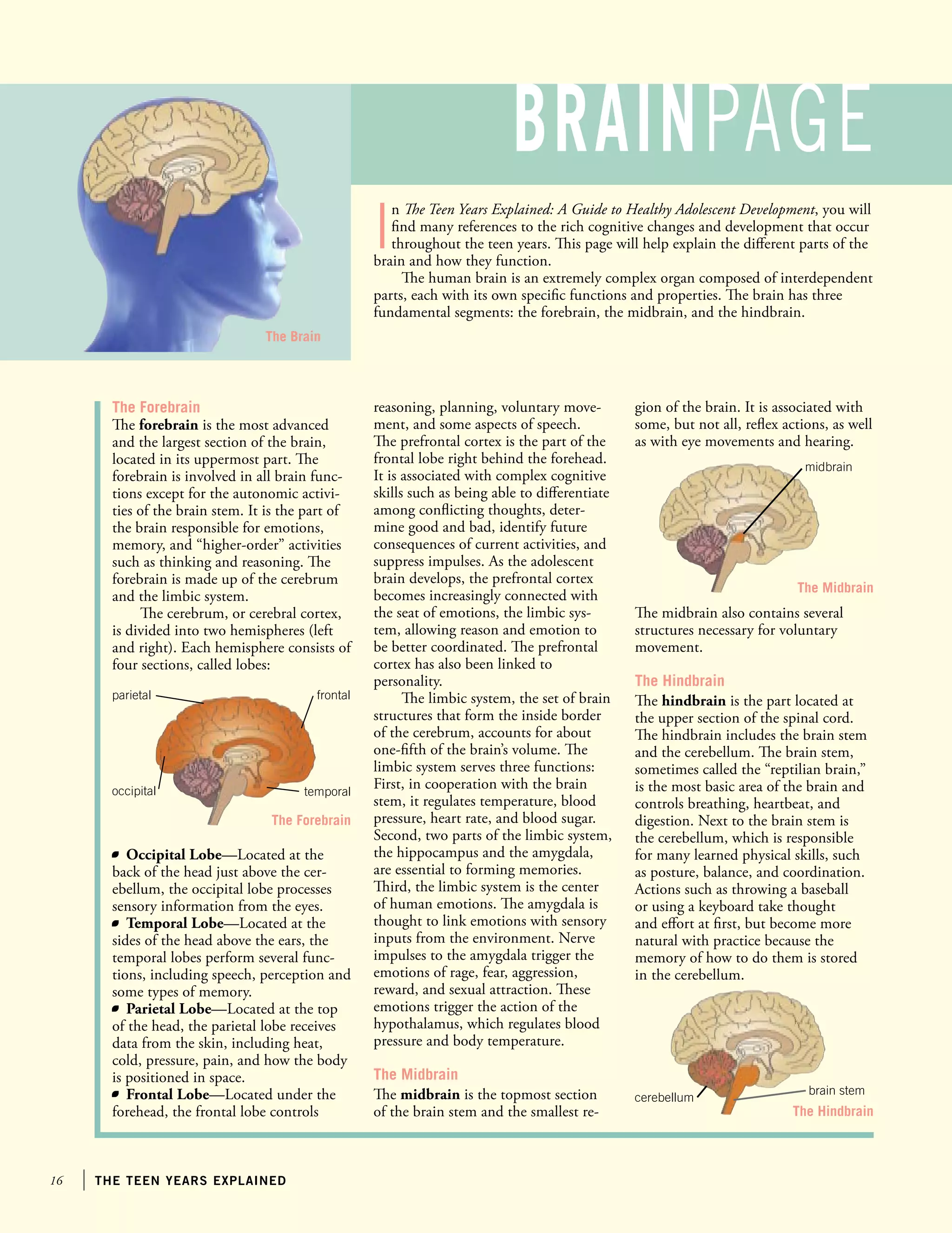 16 the teen years explained
I
n The Teen Years Explained: A Guide to Healthy Adolescent Development, you will
find many references to the rich cognitive changes and development that occur
throughout the teen years. This page will help explain the different parts of the
brain and how they function.
The human brain is an extremely complex organ composed of interdependent
parts, each with its own specific functions and properties. The brain has three
fundamental segments: the forebrain, the midbrain, and the hindbrain.
parietal
occipital
frontal
temporal
The Forebrain
The forebrain is the most advanced
and the largest section of the brain,
located in its uppermost part. The
forebrain is involved in all brain func-
tions except for the autonomic activi-
ties of the brain stem. It is the part of
the brain responsible for emotions,
memory, and “higher-order” activities
such as thinking and reasoning. The
forebrain is made up of the cerebrum
and the limbic system.
The cerebrum, or cerebral cortex,
is divided into two hemispheres (left
and right). Each hemisphere consists of
four sections, called lobes:
reasoning, planning, voluntary move-
ment, and some aspects of speech.
The prefrontal cortex is the part of the
frontal lobe right behind the forehead.
It is associated with complex cognitive
skills such as being able to differentiate
among conflicting thoughts, deter-
mine good and bad, identify future
consequences of current activities, and
suppress impulses. As the adolescent
brain develops, the prefrontal cortex
becomes increasingly connected with
the seat of emotions, the limbic sys-
tem, allowing reason and emotion to
be better coordinated. The prefrontal
cortex has also been linked to
personality.
The limbic system, the set of brain
structures that form the inside border
of the cerebrum, accounts for about
one-fifth of the brain’s volume. The
limbic system serves three functions:
First, in cooperation with the brain
stem, it regulates temperature, blood
pressure, heart rate, and blood sugar.
Second, two parts of the limbic system,
the hippocampus and the amygdala,
are essential to forming memories.
Third, the limbic system is the center
of human emotions. The amygdala is
thought to link emotions with sensory
inputs from the environment. Nerve
impulses to the amygdala trigger the
emotions of rage, fear, aggression,
reward, and sexual attraction. These
emotions trigger the action of the
hypothalamus, which regulates blood
pressure and body temperature.
The Midbrain
The midbrain is the topmost section
of the brain stem and the smallest re-
BRAINPAGE
	 Occipital Lobe—Located at the
back of the head just above the cer-
ebellum, the occipital lobe processes
sensory information from the eyes.
	 Temporal Lobe—Located at the
sides of the head above the ears, the
temporal lobes perform several func-
tions, including speech, perception and
some types of memory.
	 Parietal Lobe—Located at the top
of the head, the parietal lobe receives
data from the skin, including heat,
cold, pressure, pain, and how the body
is positioned in space.
	 Frontal Lobe—Located under the
forehead, the frontal lobe controls
The Brain
gion of the brain. It is associated with
some, but not all, reflex actions, as well
as with eye movements and hearing.
midbrain
cerebellum
brain stem
The midbrain also contains several
structures necessary for voluntary
movement.
The Hindbrain
The hindbrain is the part located at
the upper section of the spinal cord.
The hindbrain includes the brain stem
and the cerebellum. The brain stem,
sometimes called the “reptilian brain,”
is the most basic area of the brain and
controls breathing, heartbeat, and
digestion. Next to the brain stem is
the cerebellum, which is responsible
for many learned physical skills, such
as posture, balance, and coordination.
Actions such as throwing a baseball
or using a keyboard take thought
and effort at first, but become more
natural with practice because the
memory of how to do them is stored
in the cerebellum.
The Forebrain
The Midbrain
The Hindbrain
 