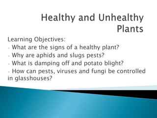 Learning Objectives:
• What are the signs of a healthy plant?
• Why are aphids and slugs pests?
• What is damping off and potato blight?
• How can pests, viruses and fungi be controlled
in glasshouses?
 