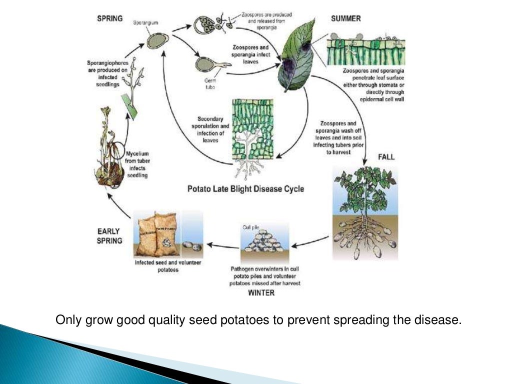 Healthy and unhealthy plants