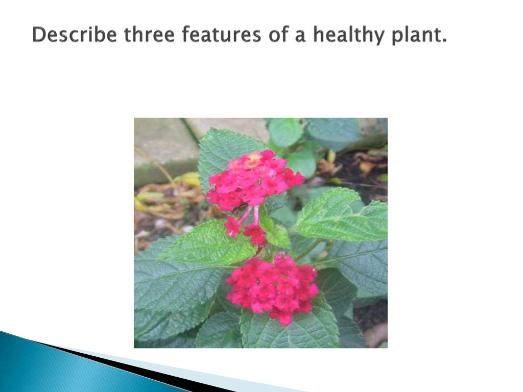 Healthy and unhealthy plants Healthy and unhealthy plants
