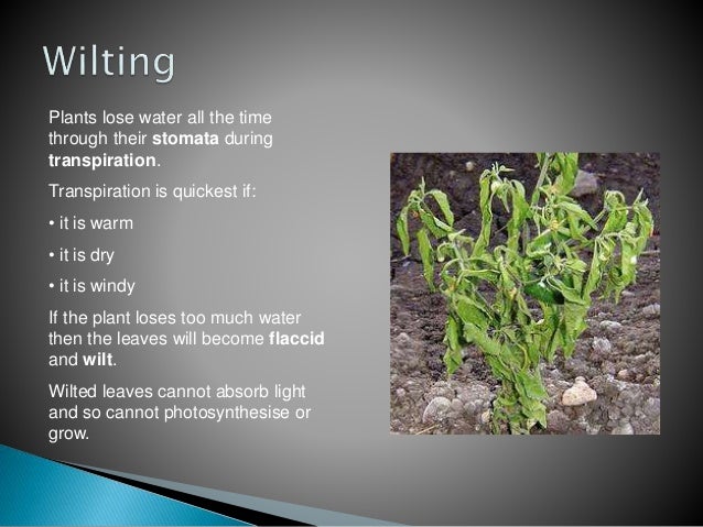 Healthy And Unhealthy Plants