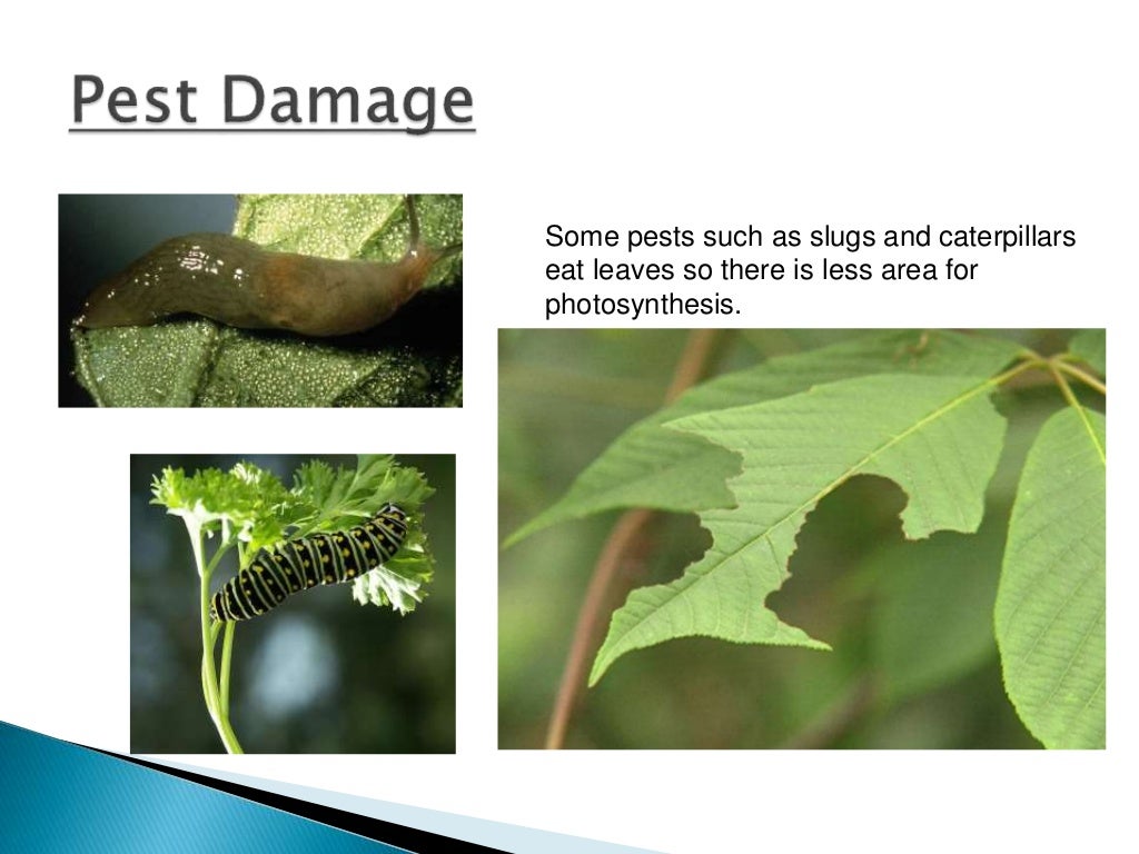 Healthy and unhealthy plants Healthy and unhealthy plants