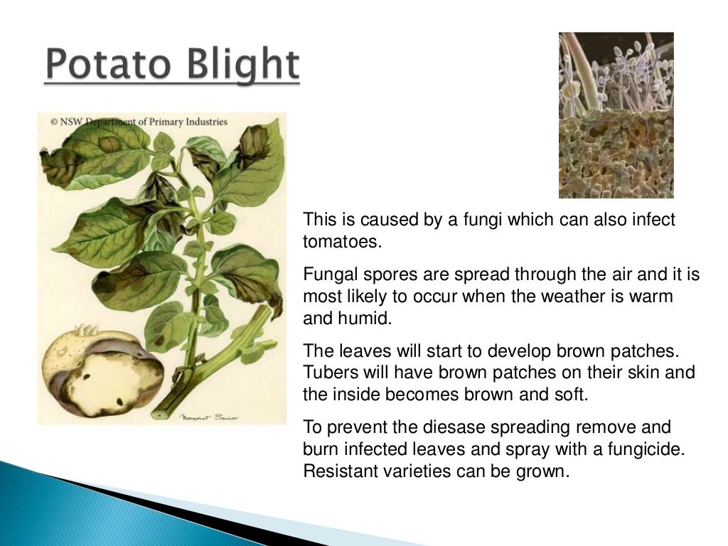 Healthy and unhealthy plants Healthy and unhealthy plants