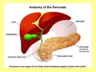 Pancreas is an organ of our body which produces gastric juices and insulin
 