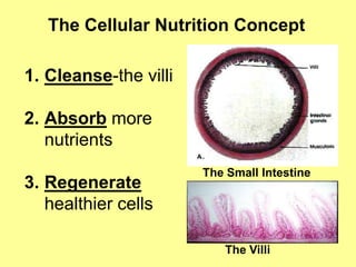 The Cellular Nutrition Concept

1. Cleanse-the villi

2. Absorb more
   nutrients
                       The Small Intestine
3. Regenerate
   healthier cells

                          The Villi
 