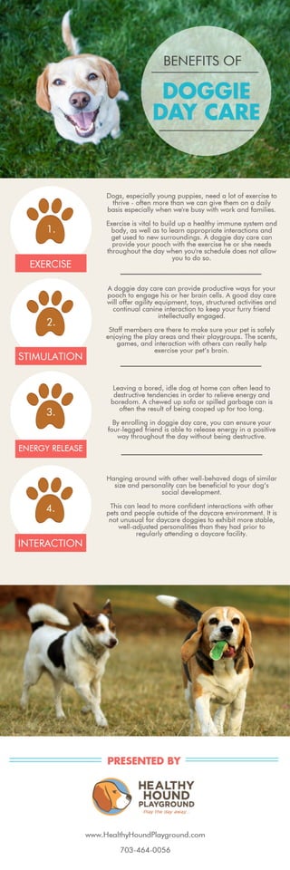 Benefits of Doggie Day Care