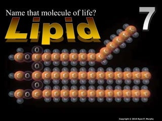 Name that molecule of life?
Copyright © 2010 Ryan P. Murphy
 