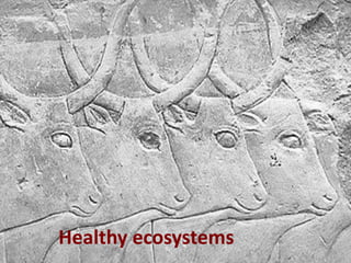 Healthy people, animals and ecosystems: The role of CGIAR research