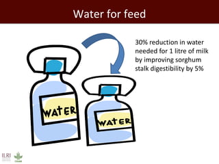Healthy people, animals and ecosystems: The role of CGIAR research