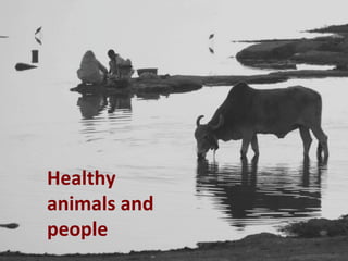 Healthy people, animals and ecosystems: The role of CGIAR research