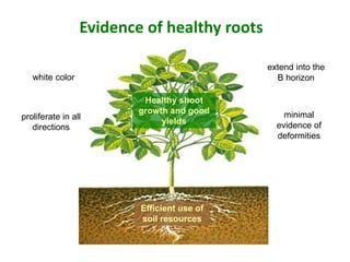 Managing for Healthy Roots | PPT