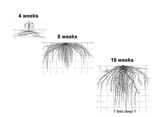 Week Roots Imagees Managing for Healthy Roots | PPT
