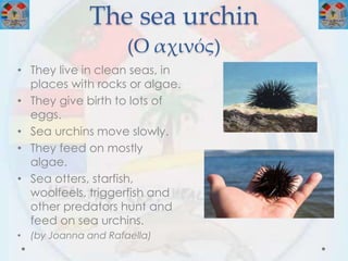 The sea urchin
(Ο αχινός)
• They live in clean seas, in
places with rocks or algae.
• They give birth to lots of
eggs.
• Sea urchins move slowly.
• They feed on mostly
algae.
• Sea otters, starfish,
woolfeels, triggerfish and
other predators hunt and
feed on sea urchins.
• (by Joanna and Rafaella)
 