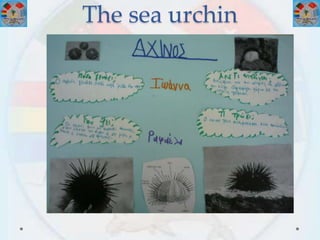 The sea urchin
(Ο αχινός)
 