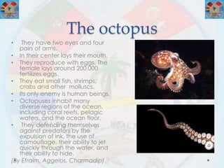 The octopus
• They have two eyes and four
pairs of arms.
• In their center lays their mouth.
• They reproduce with eggs. The
female lays around 200.000
fertilizes eggs.
• They eat small fish, shrimps,
crabs and other molluscs.
• Its only enemy is human beings.
• Octopuses inhabit many
diverse regions of the ocean,
including coral reefs, pelagic
waters, and the ocean floor.
• They defending themselves
against predators by the
expulsion of ink, the use of
camouflage, their ability to jet
quickly through the water, and
their ability to hide.
(By Efraim, Aggelos, Charmadip)
 