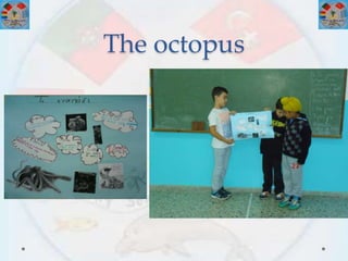 The octopus
 