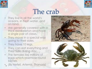 The crab
• They live in all the world's
oceans, in fresh water, and
on land.
• Are generally covered with a
thick exoskeleton and have
a single pair of claws.
• They move in a special way
going to their sides.
• They have 10 legs.
• They can eat everything and
they hide during day.
• The females lay millions of
eggs which resemble round
berries.
• (By Nefeli, Artemis, Thanasis)
 