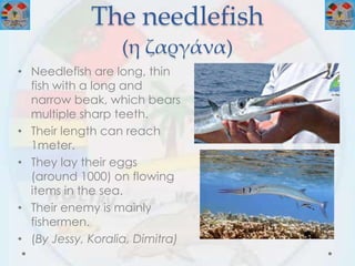 The needlefish
(η ζαργάνα)
• Needlefish are long, thin
fish with a long and
narrow beak, which bears
multiple sharp teeth.
• Their length can reach
1meter.
• They lay their eggs
(around 1000) on flowing
items in the sea.
• Their enemy is mainly
fishermen.
• (By Jessy, Koralia, Dimitra)
 
