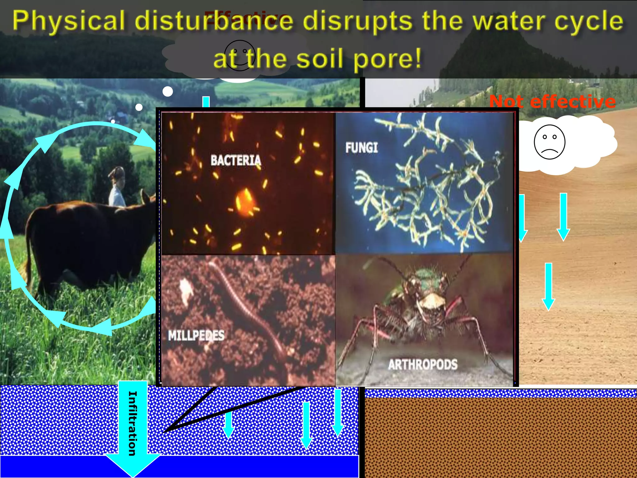 Not effective
Plant root
Runoff
Infiltration
Runoff
Effective
Glomalin (soil glue)- holds
soil particles together:
• Increases infiltration
• Prevents sealing of the
soil surface
 