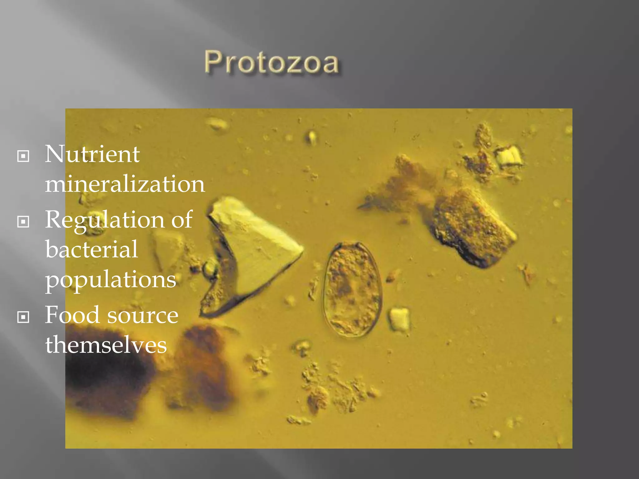  Nutrient
mineralization
 Regulation of
bacterial
populations
 Food source
themselves
 