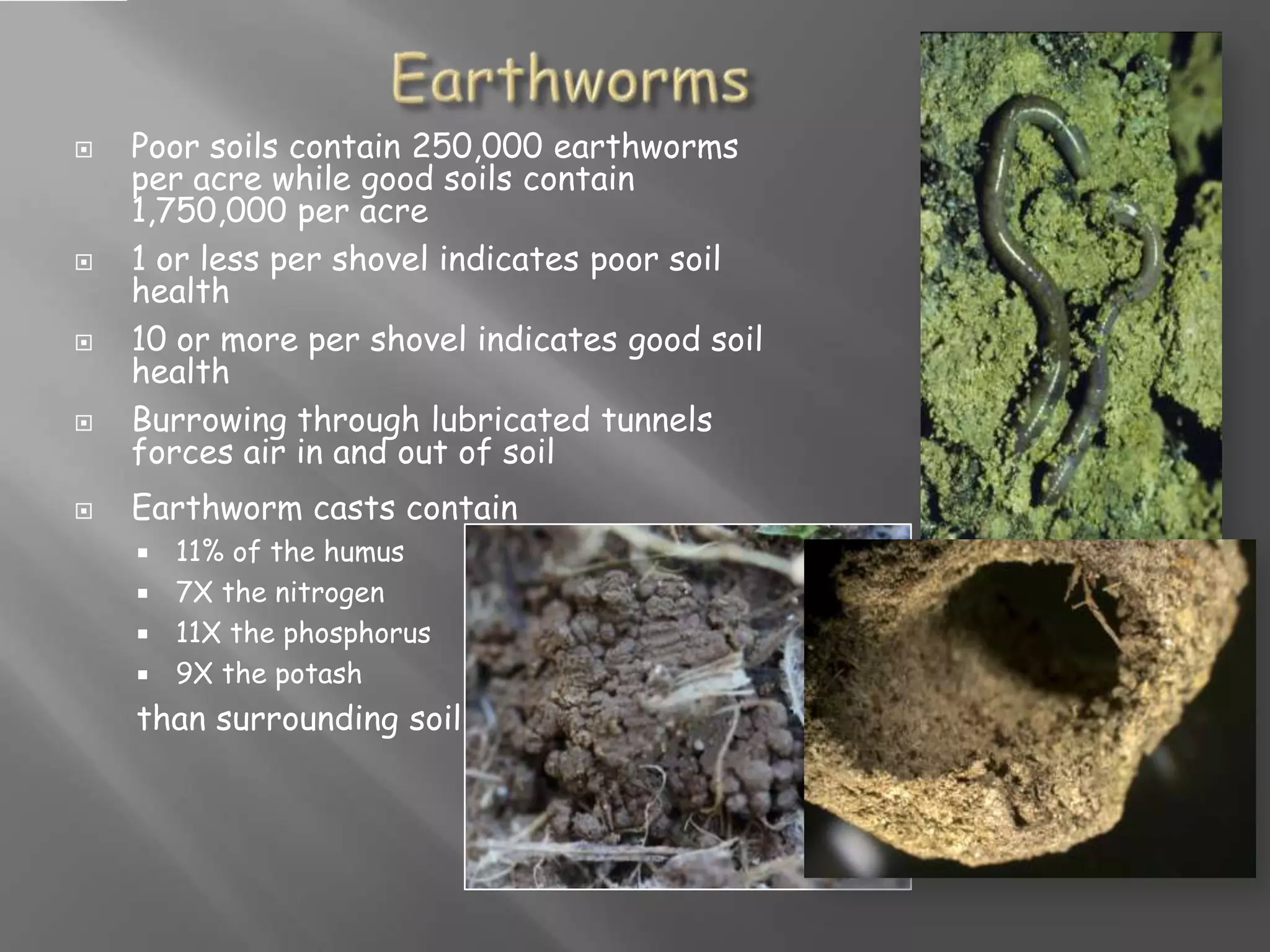  Poor soils contain 250,000 earthworms
per acre while good soils contain
1,750,000 per acre
 1 or less per shovel indicates poor soil
health
 10 or more per shovel indicates good soil
health
 Burrowing through lubricated tunnels
forces air in and out of soil
 Earthworm casts contain
 11% of the humus
 7X the nitrogen
 11X the phosphorus
 9X the potash
than surrounding soil
 