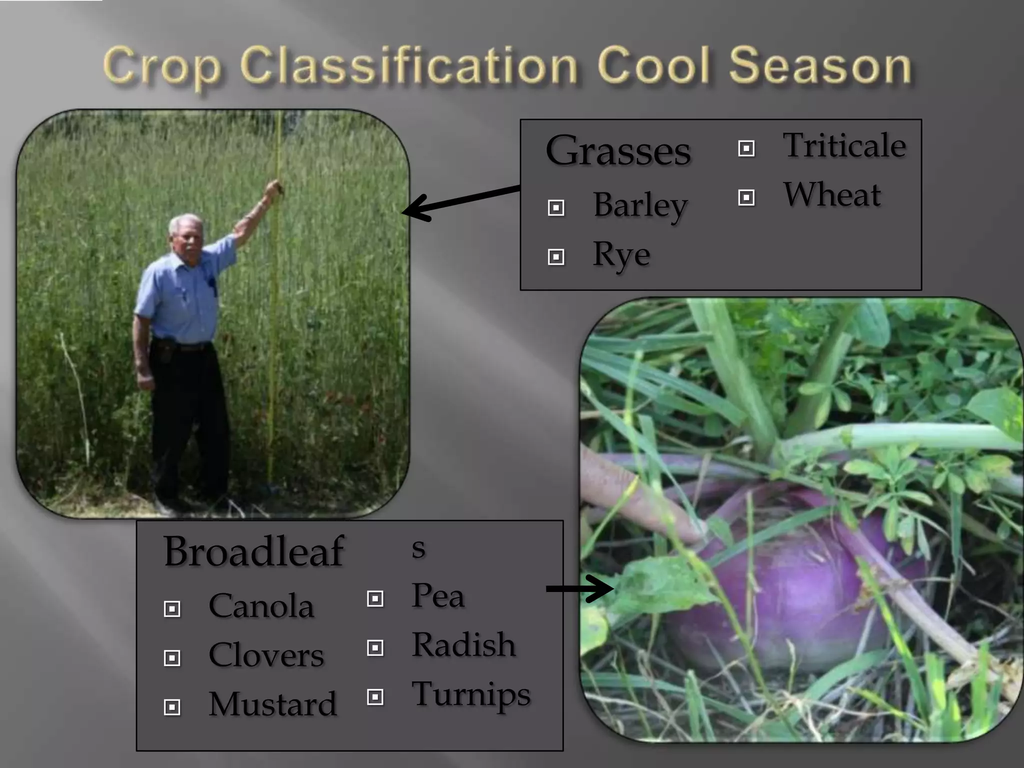 Grasses
 Barley
 Rye
 Triticale
 Wheat
Broadleaf
 Canola
 Clovers
 Mustard
s
 Pea
 Radish
 Turnips
 