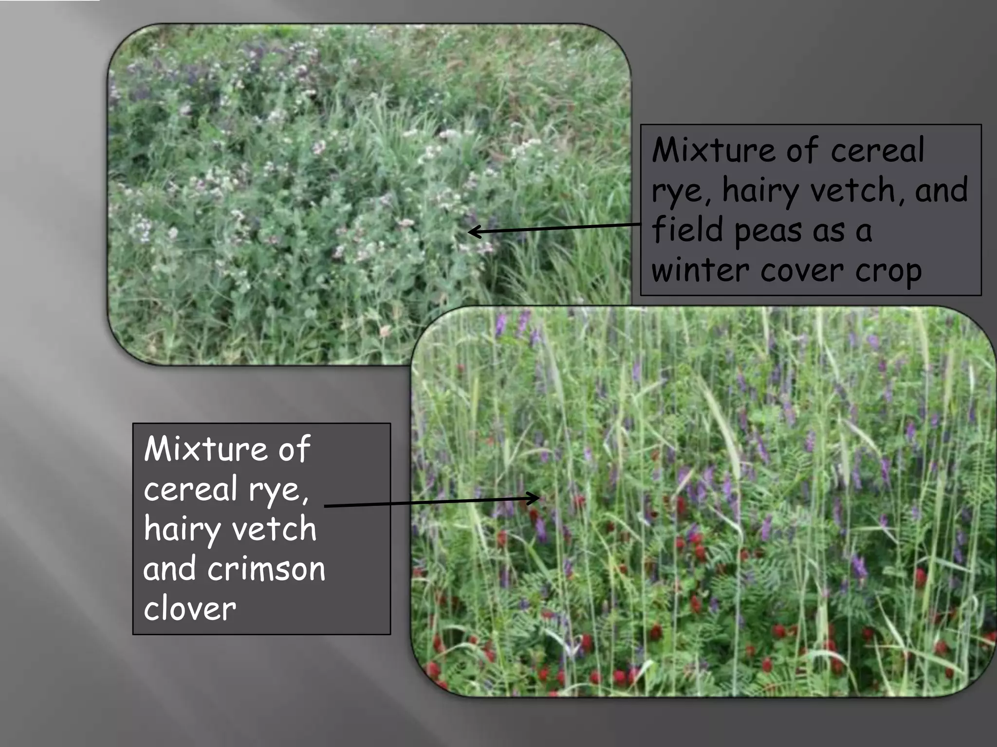 Mixture of cereal
rye, hairy vetch, and
field peas as a
winter cover crop
Mixture of
cereal rye,
hairy vetch
and crimson
clover
 