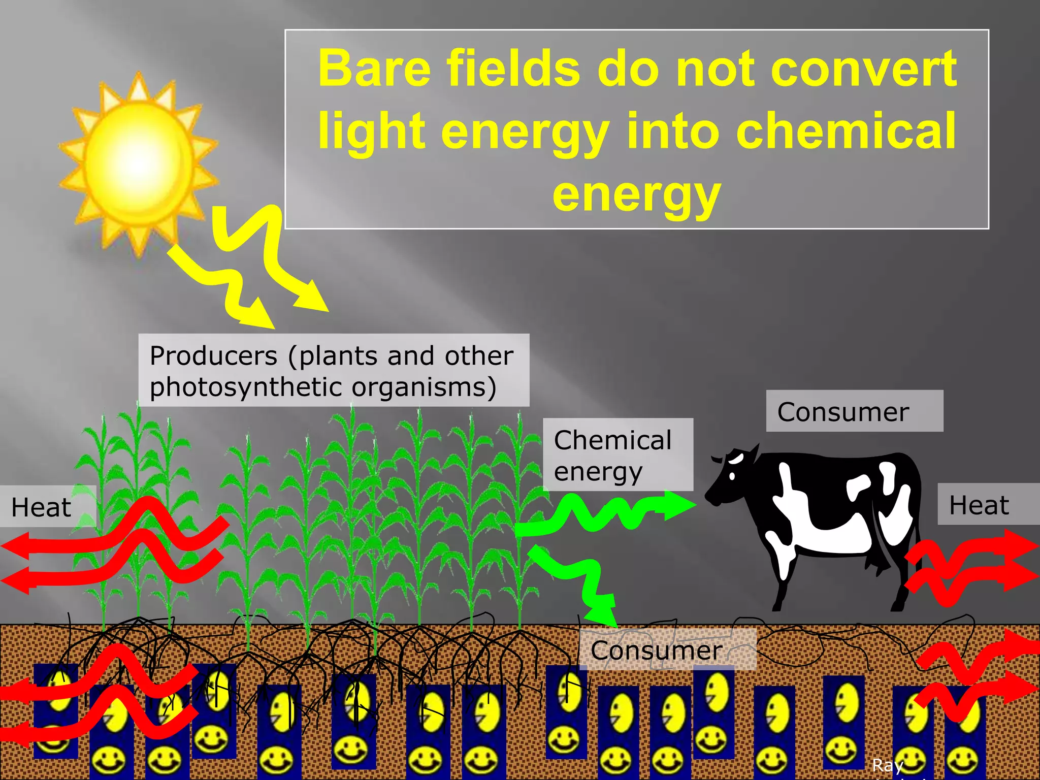 Bare fields do not convert
light energy into chemical
energy
Heat
Producers (plants and other
photosynthetic organisms)
Chemical
energy
Heat
Consumer
Consumer
Ray
 