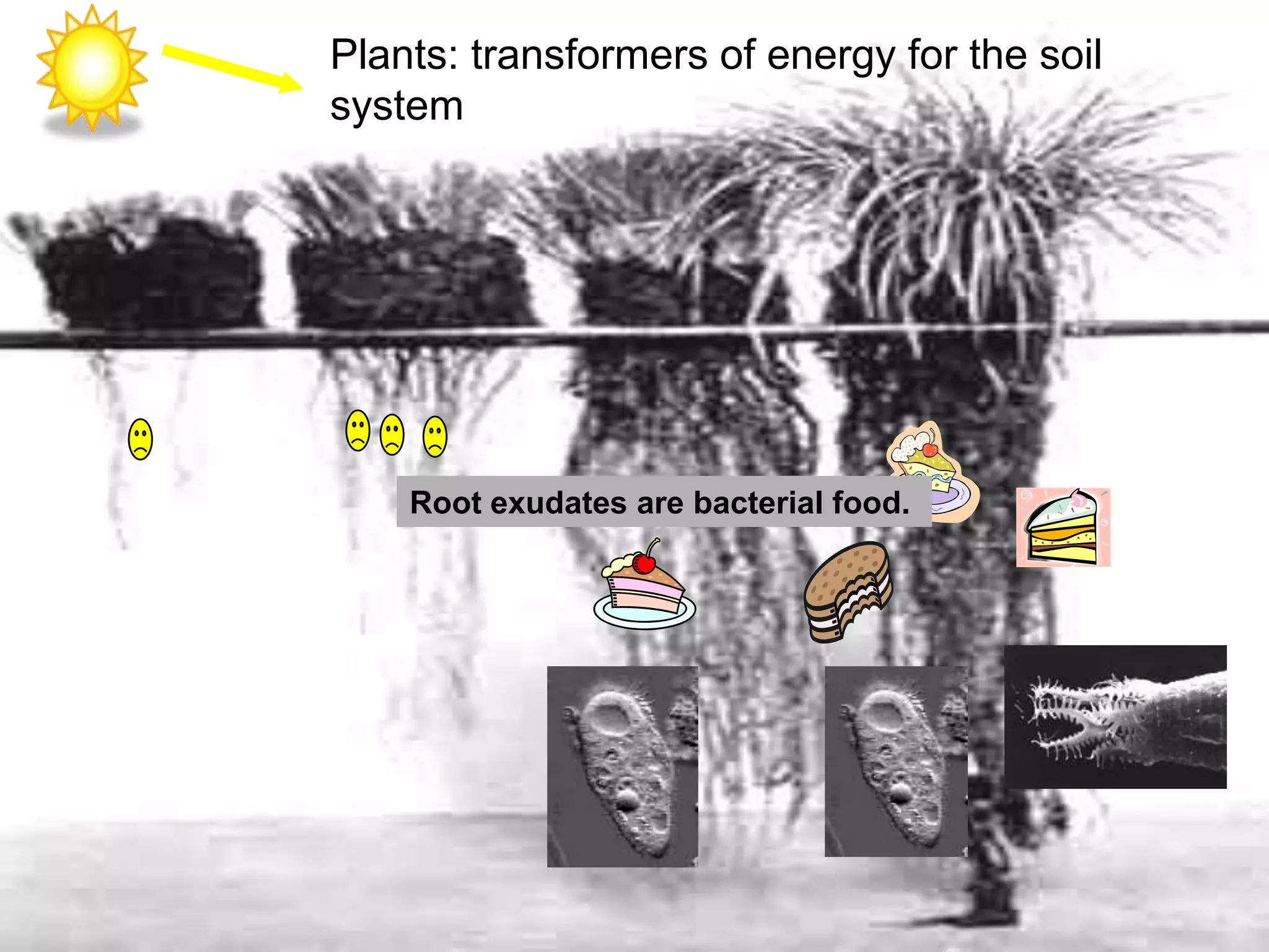 Plants: transformers of energy for the soil
system
Root exudates are bacterial food.
 