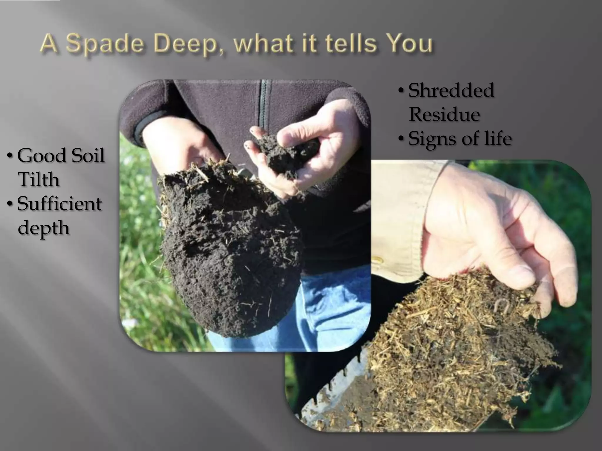 • Good Soil
Tilth
• Sufficient
depth
• Shredded
Residue
• Signs of life
 