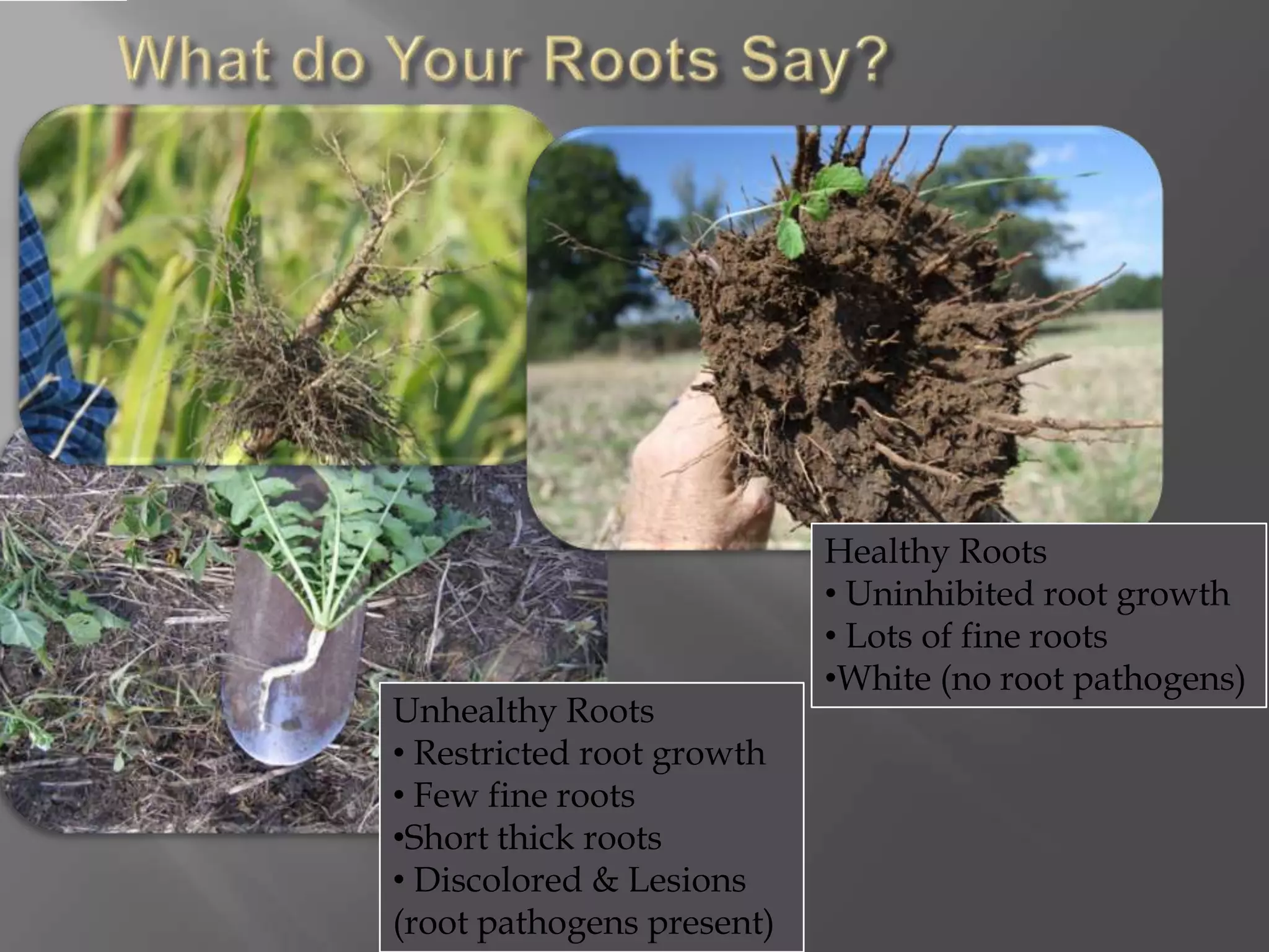 Healthy Roots
• Uninhibited root growth
• Lots of fine roots
•White (no root pathogens)
Unhealthy Roots
• Restricted root growth
• Few fine roots
•Short thick roots
• Discolored & Lesions
(root pathogens present)
 
