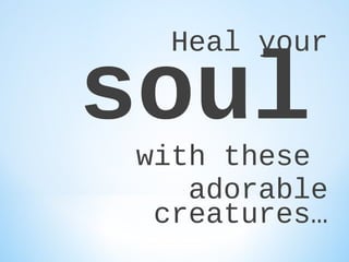 Heal your

soul

with these
adorable
creatures…

 