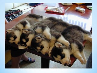 Cute Creatures 