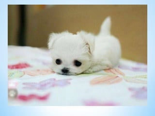 Cute Creatures 