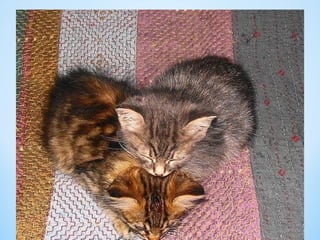 Cute Creatures 