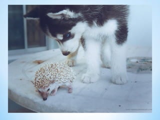Cute Creatures 