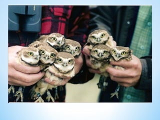 Cute Creatures 