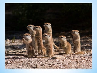 Cute Creatures 