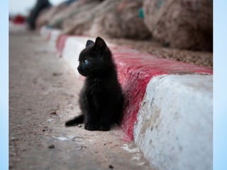Cute Creatures 
