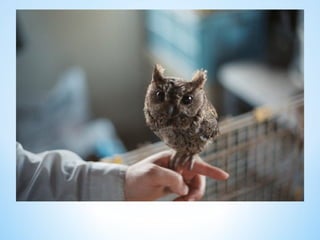 Cute Creatures 