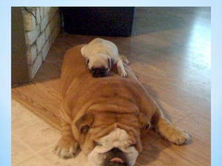 Cute Creatures 